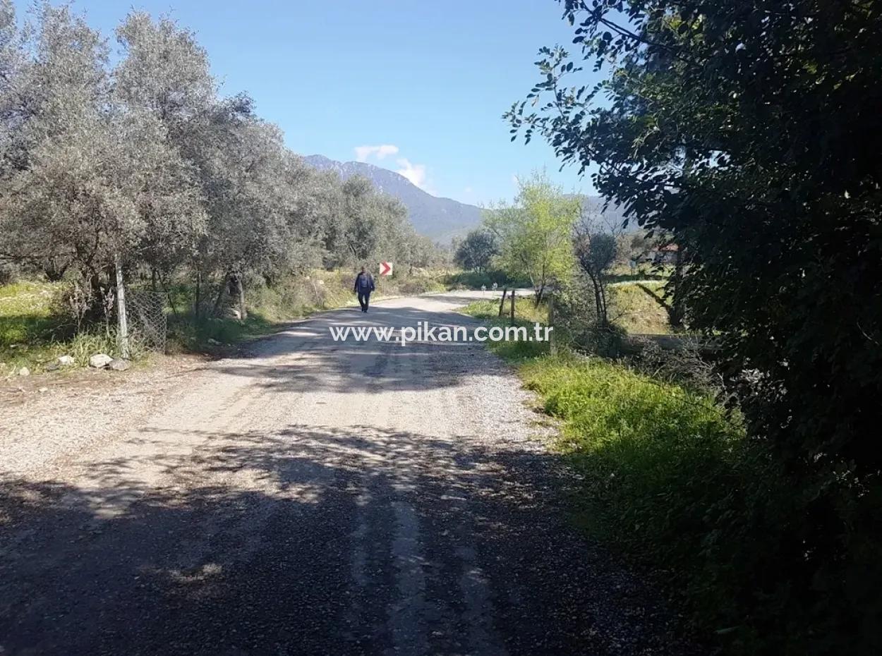 Grundstück E.p. Mit Seeblick Im Gebiet Köycegiz Zeytin