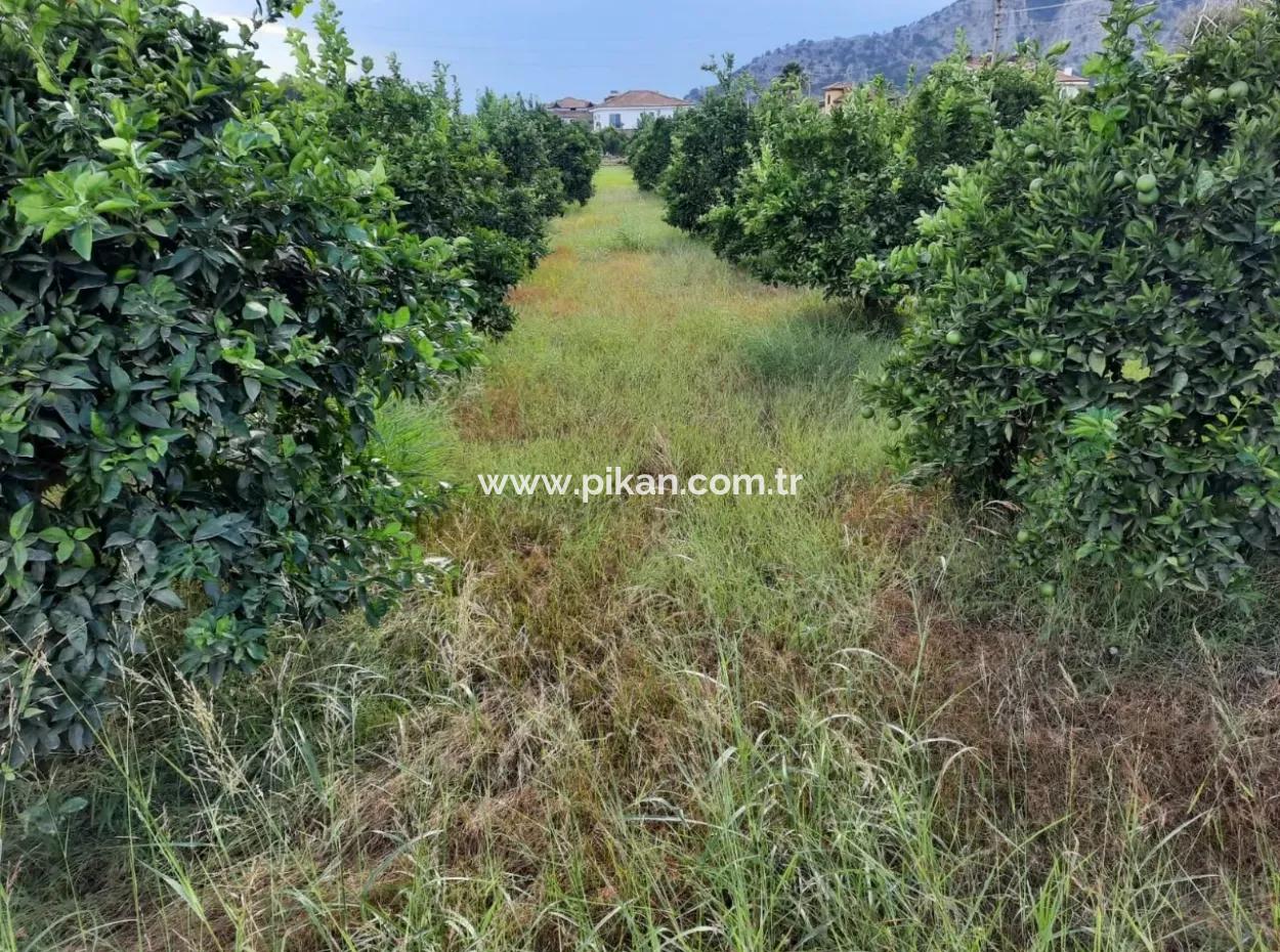 Mugla Dalyan Schnäppchen Zoning Land Zu Verkaufen
