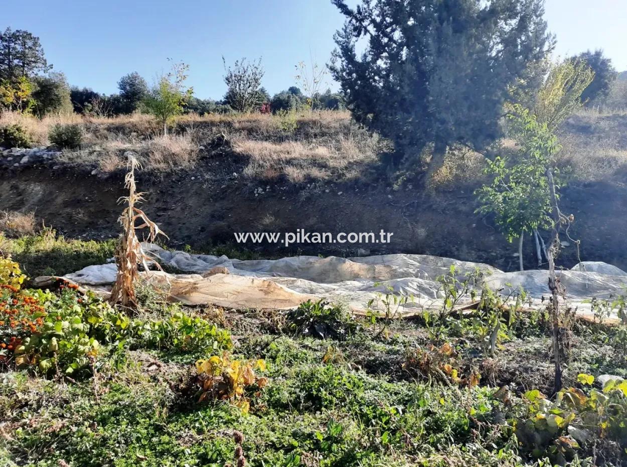 Denizli Çameli Kizilyaka Schmetterling Land Und Dorfhaus Mit Hundeblick Zum Verkauf