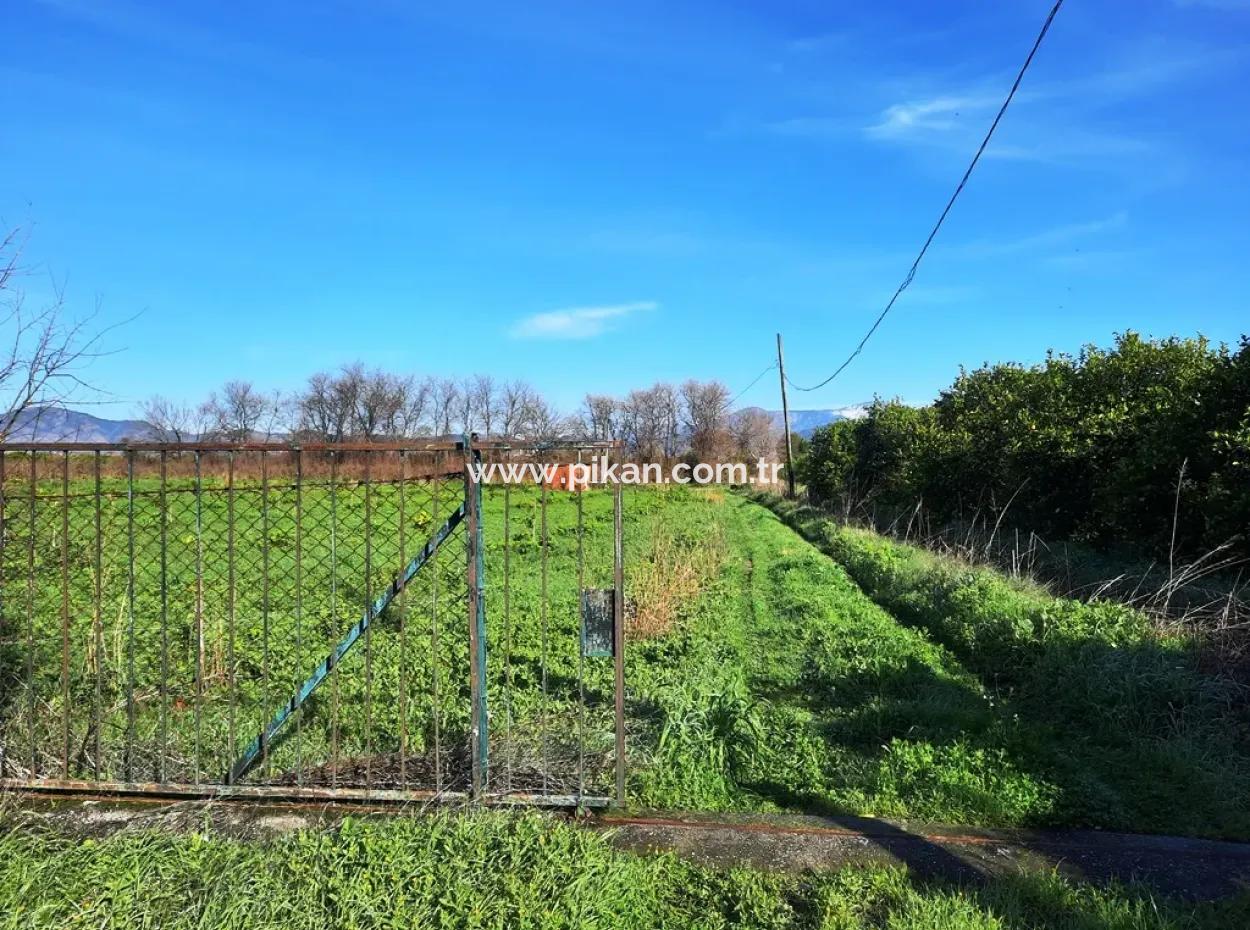 10 000 M2 Freistehender Zitronengarten Zum Verkauf In Ortaca Dalaklı