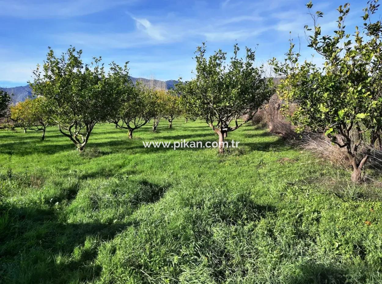 10 000 M2 Freistehender Zitronengarten Zum Verkauf In Ortaca Dalaklı