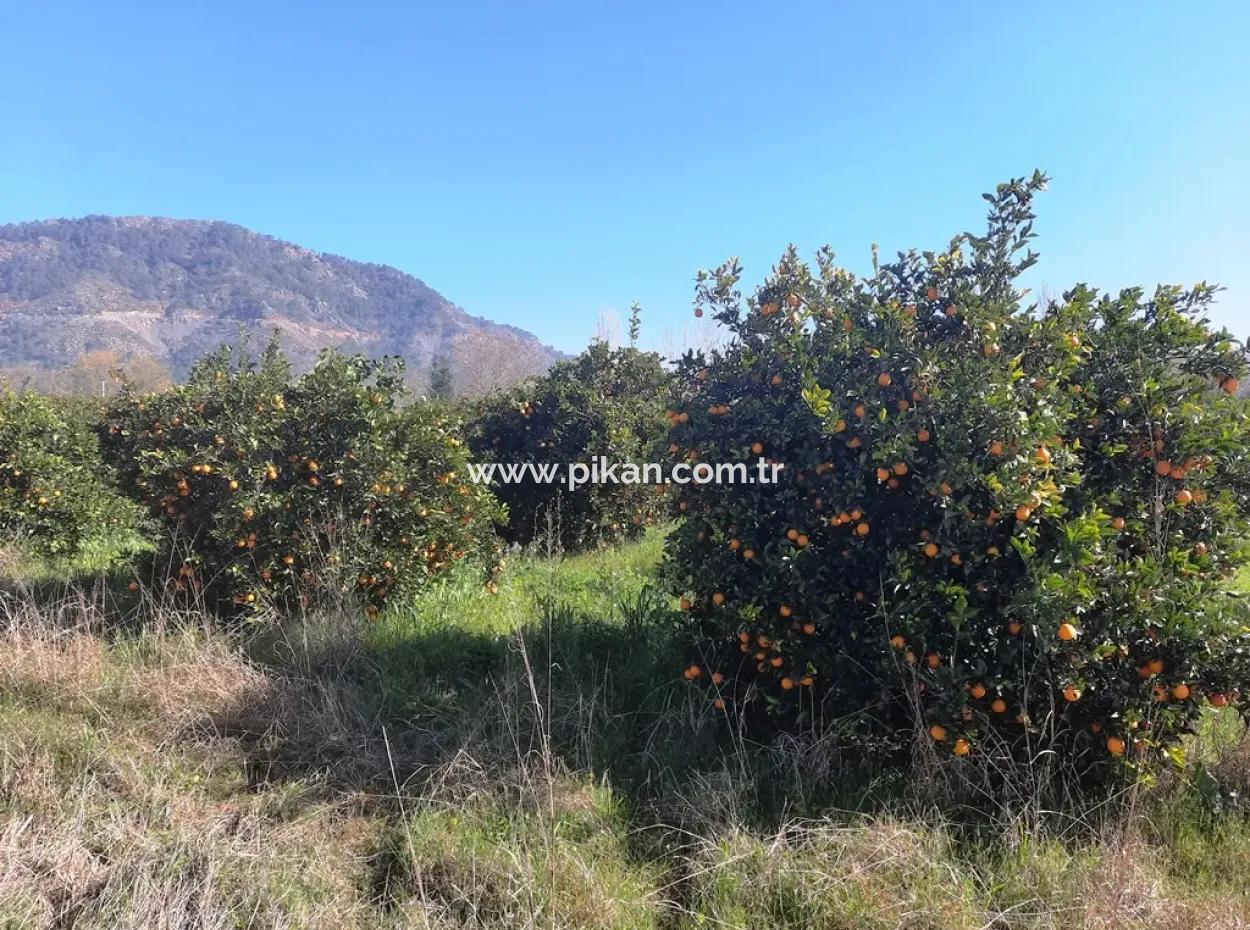 Mugla Archers Haben 250 M2 Baurecht Zum Verkauf Auf 1038 Grundstücken