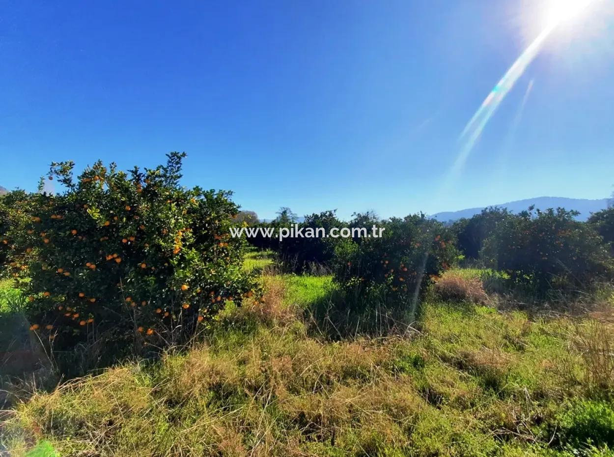 Mugla Archers Haben 250 M2 Baurecht Zum Verkauf Auf 1038 Grundstücken