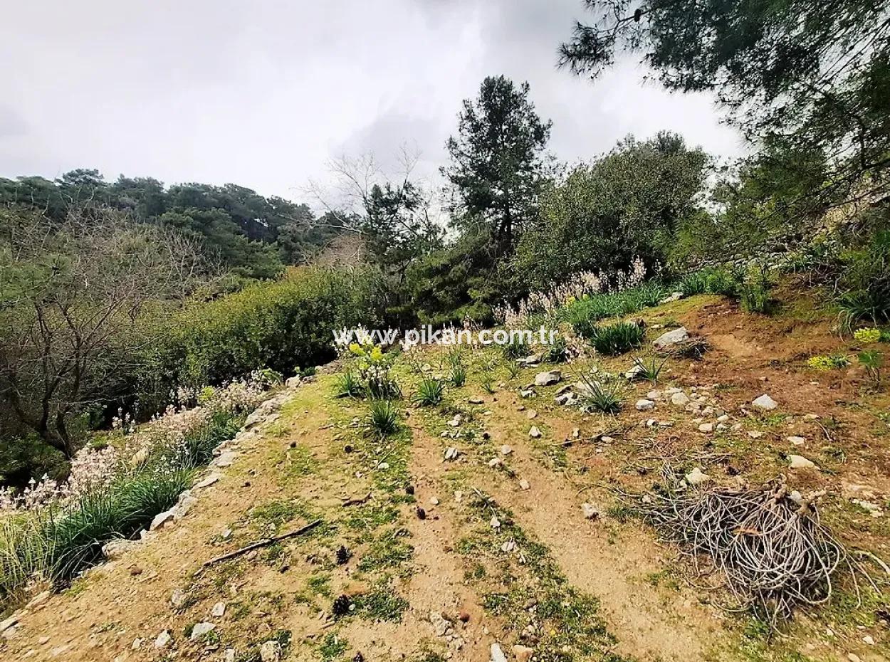 Dalyan Gökbel 13.100 M2 Acker Zum Verkauf In Der Natur