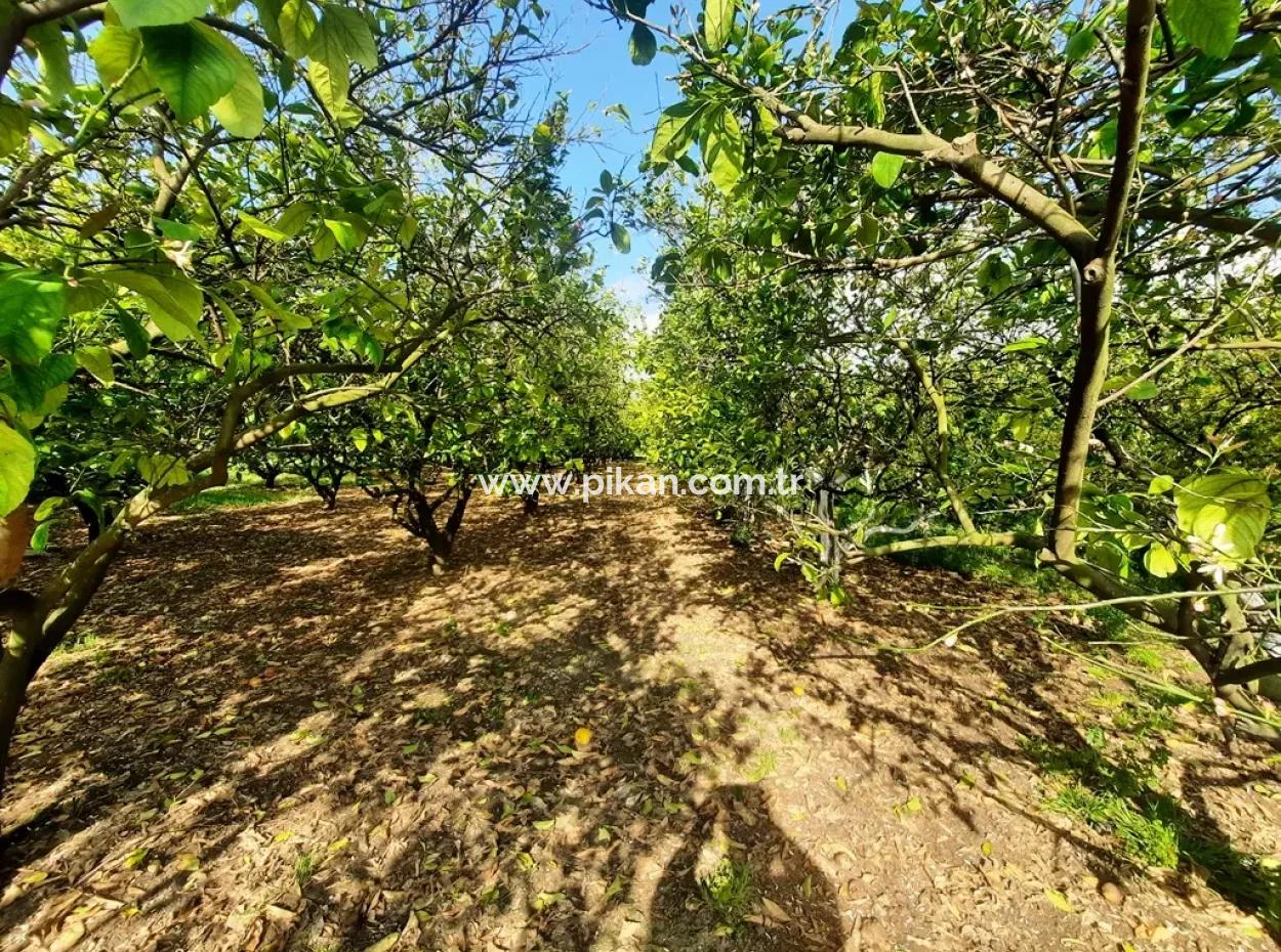 Ortaca Güzelyurt 1 500 M2 Grundstück Zu Verkaufen 250 M2 Baugenehmigung