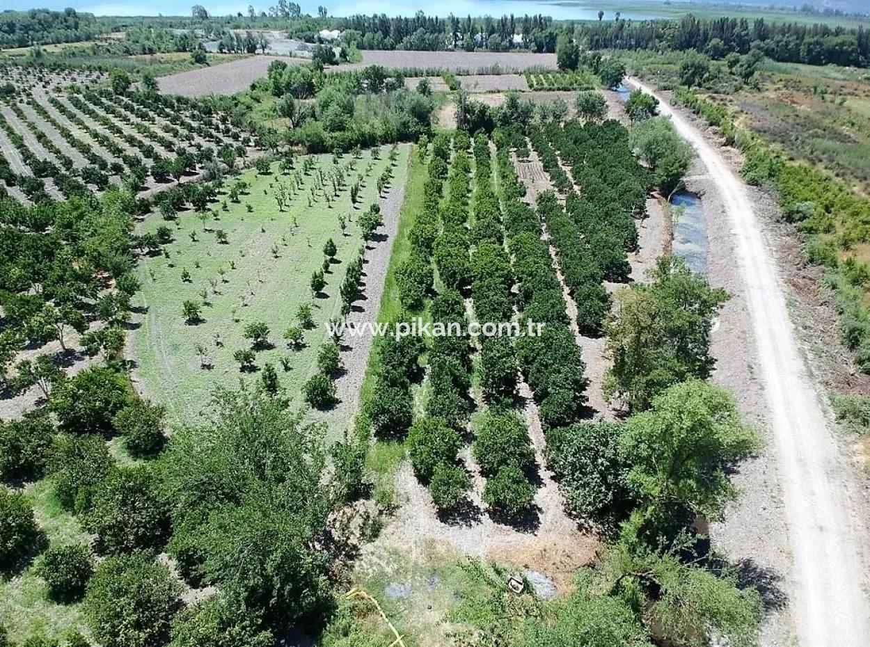 Freistehende Eigentumsurkunde In Der Nähe Des Sees In Köyceğiz 2 650 M2 Zitrusgarten Zum Verkauf Oder Tausch