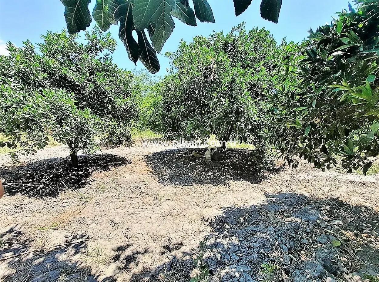 Freistehende Eigentumsurkunde In Der Nähe Des Sees In Köyceğiz 2 650 M2 Zitrusgarten Zum Verkauf Oder Tausch