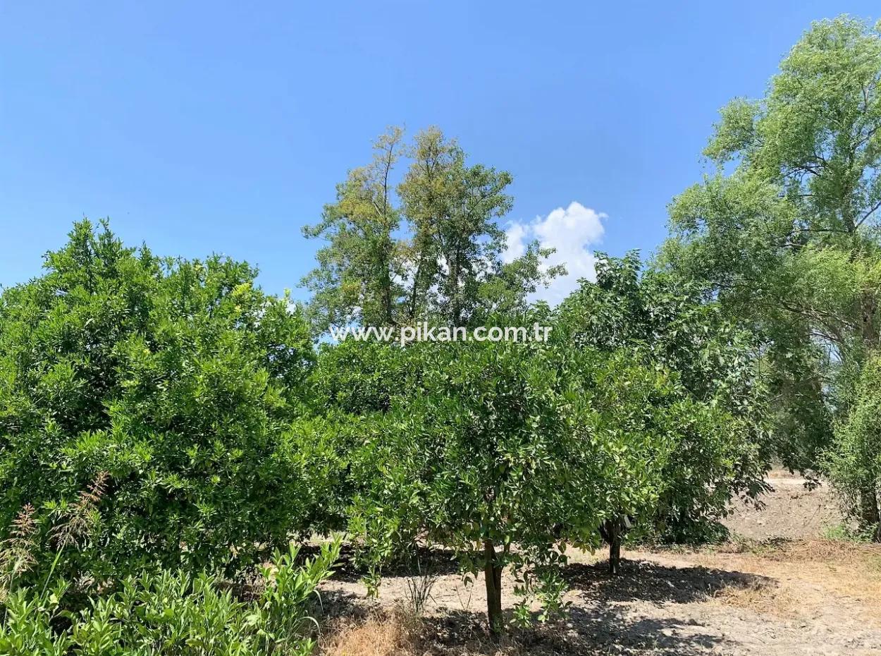Freistehende Eigentumsurkunde In Der Nähe Des Sees In Köyceğiz 2 650 M2 Zitrusgarten Zum Verkauf Oder Tausch