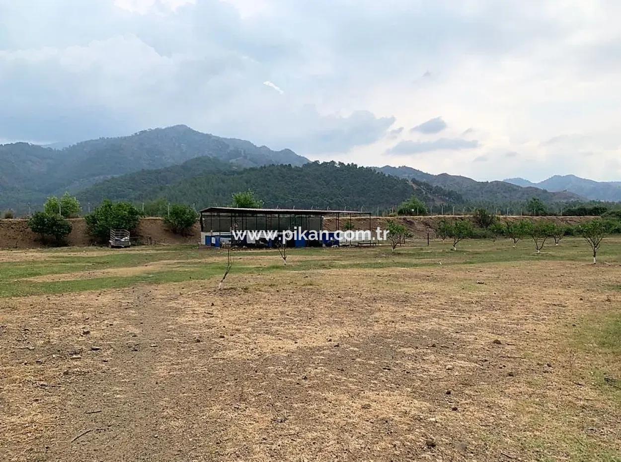 Teekante 10345 M2 Land Und Einfamilienhaus Zum Verkauf In Ortaca Cayli Pinienwald