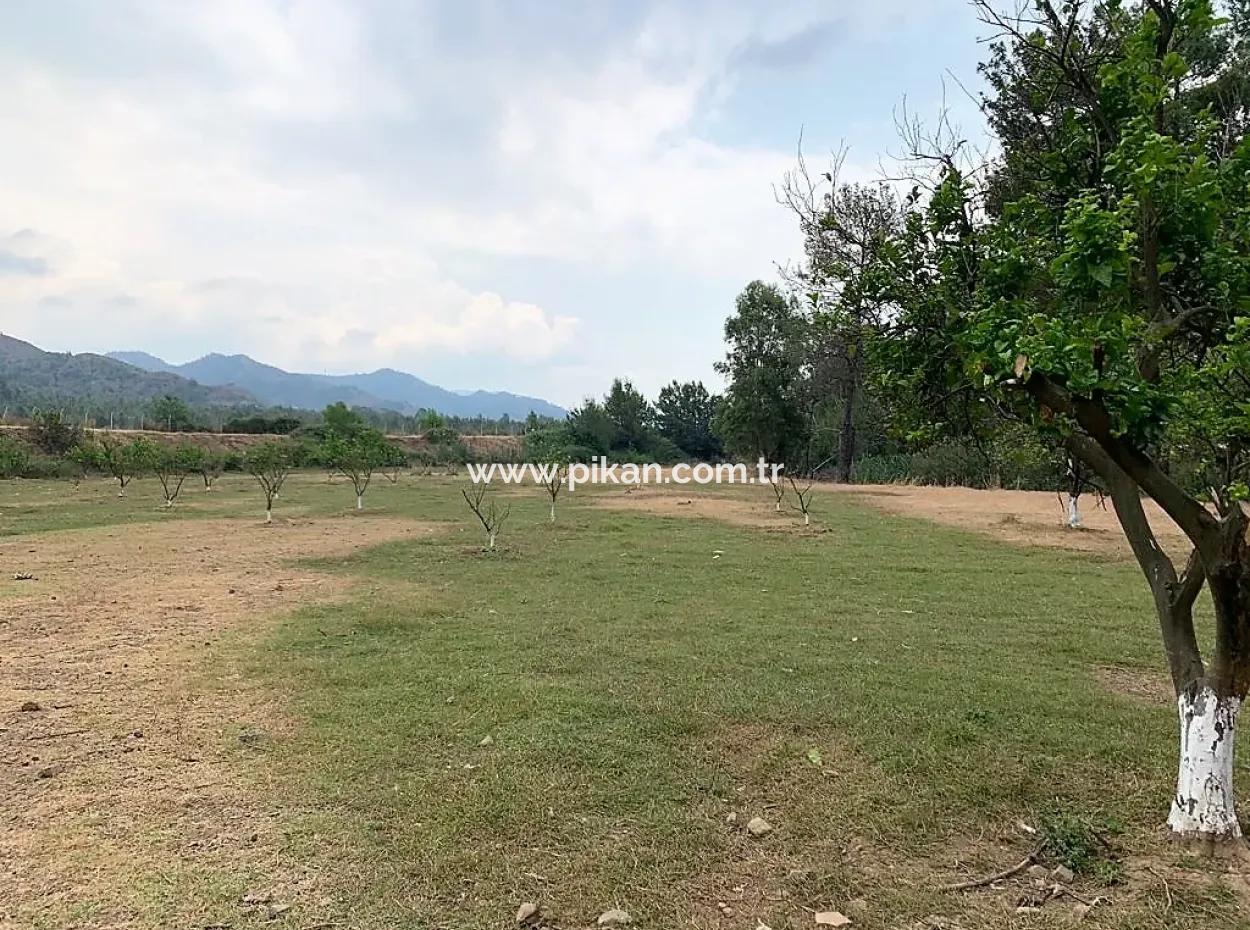 Teekante 10345 M2 Land Und Einfamilienhaus Zum Verkauf In Ortaca Cayli Pinienwald