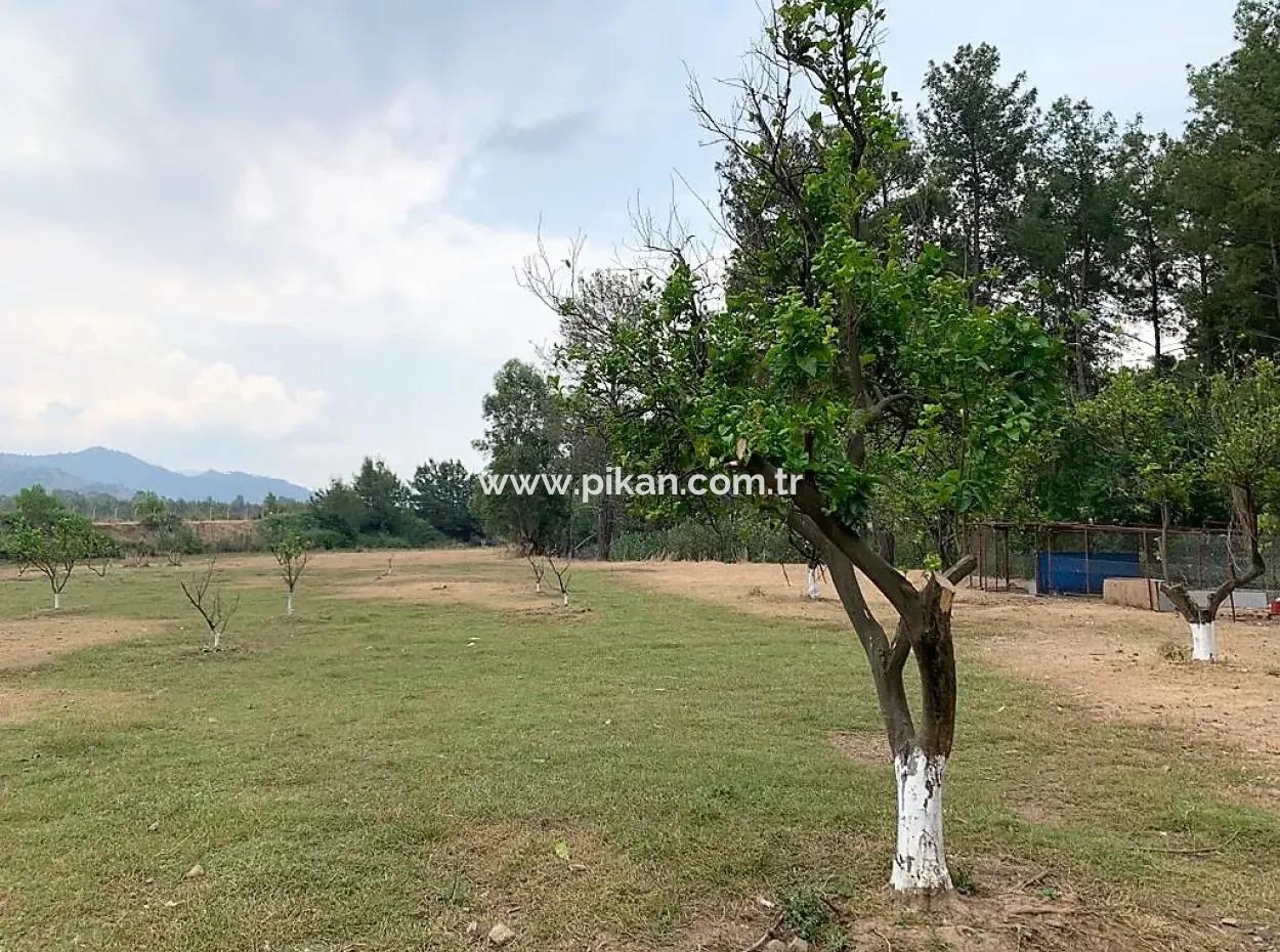 Teekante 10345 M2 Land Und Einfamilienhaus Zum Verkauf In Ortaca Cayli Pinienwald
