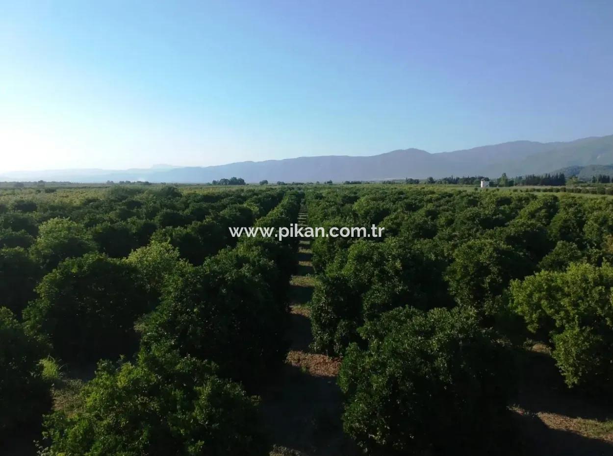 Oriya Tepearasi Zum Verkauf In Zitrus-Garten