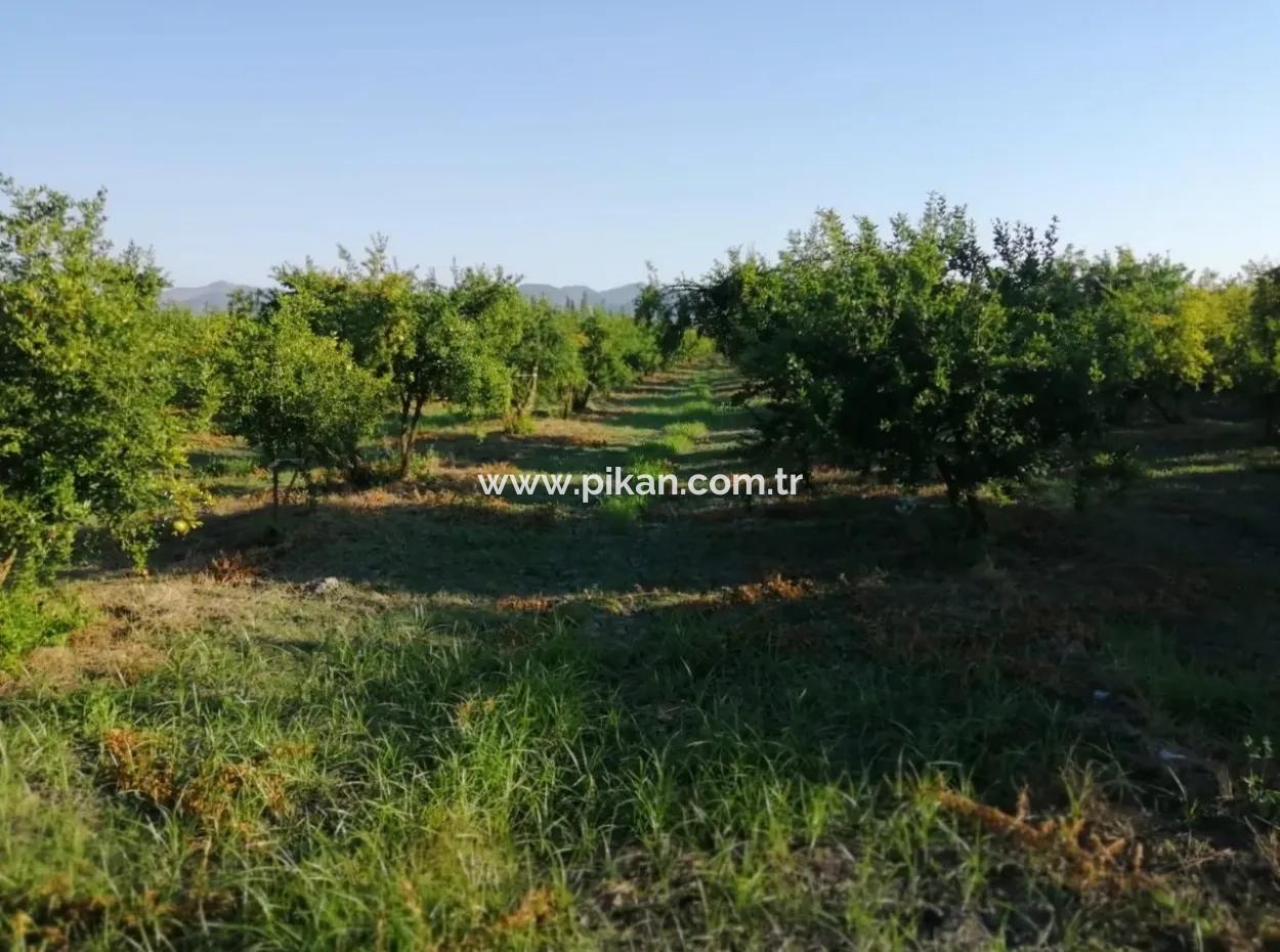 Garten Zum Verkauf In Oriya Tepearasi