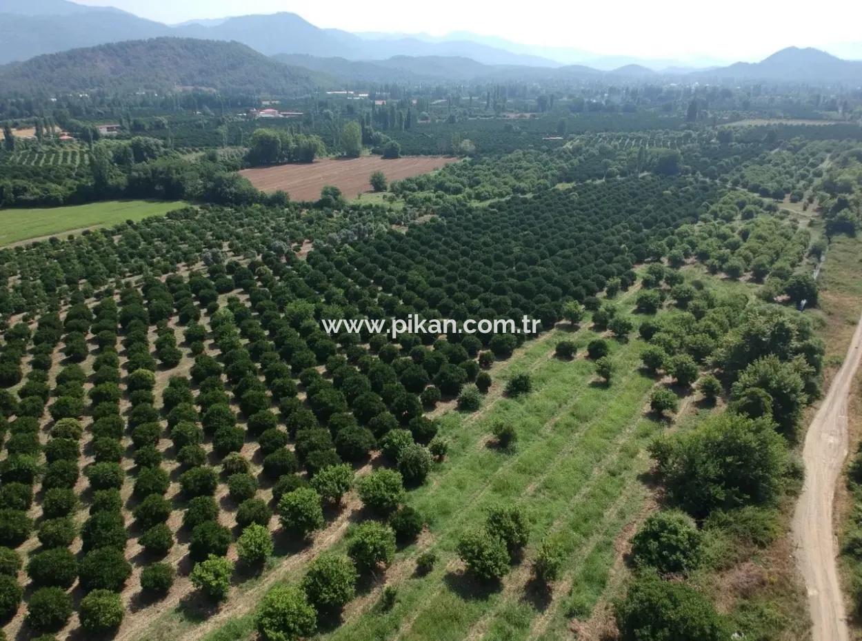Orange Grove Zum Verkauf An Beyoba