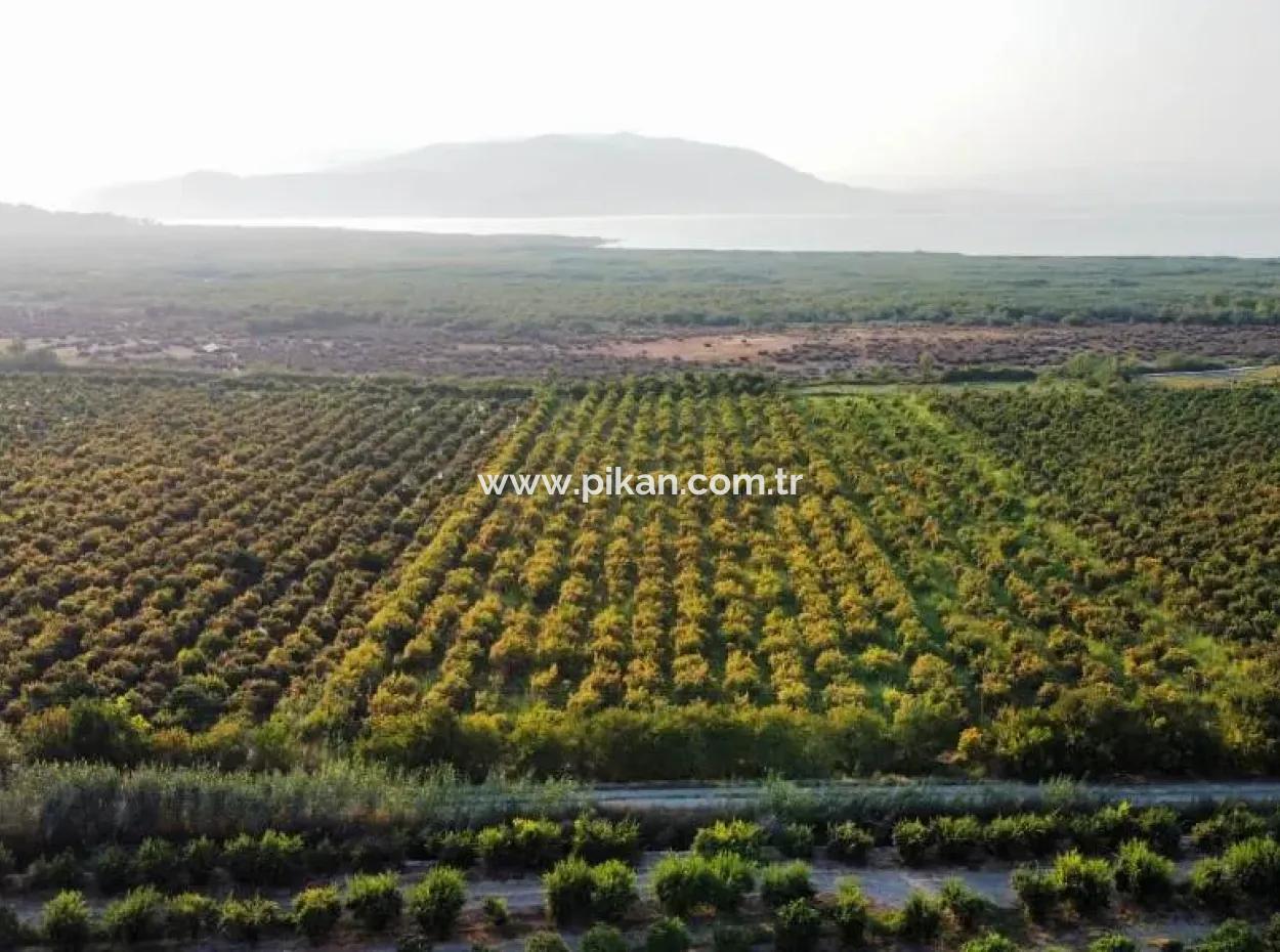 Mugla Ortaca Eskiköy 7767 M2 Granatapfelgarten Zu Verkaufen