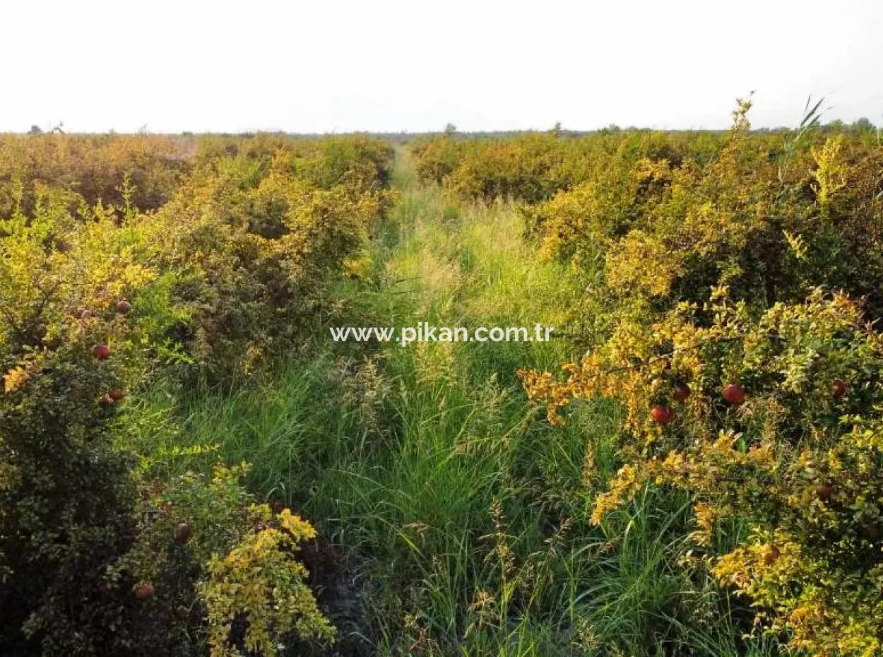 Mugla Ortaca Eskiköy 7767 M2 Granatapfelgarten Zu Verkaufen