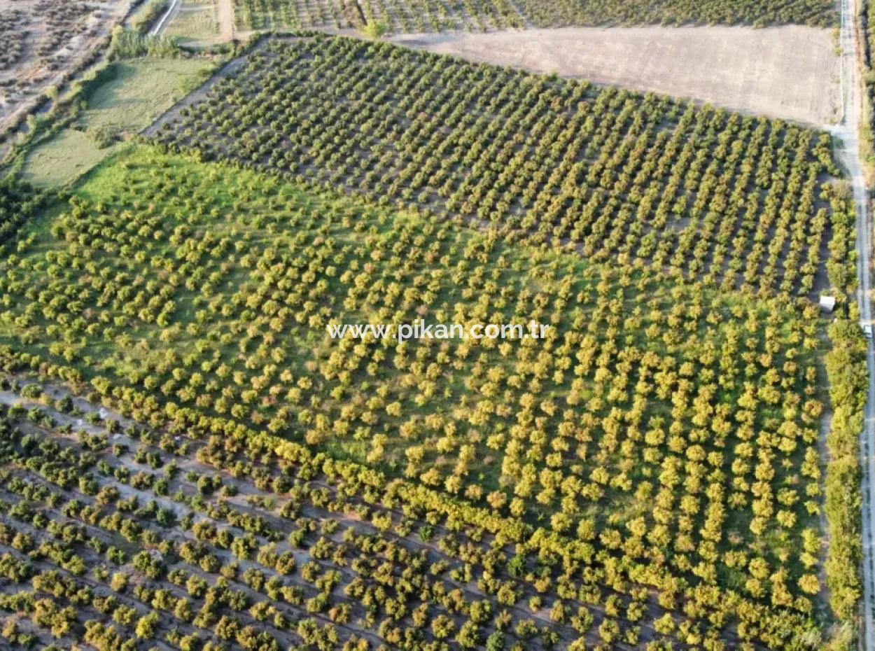 Granatapfelgarten Zum Verkauf In Mugla Ortaca Tepearasi