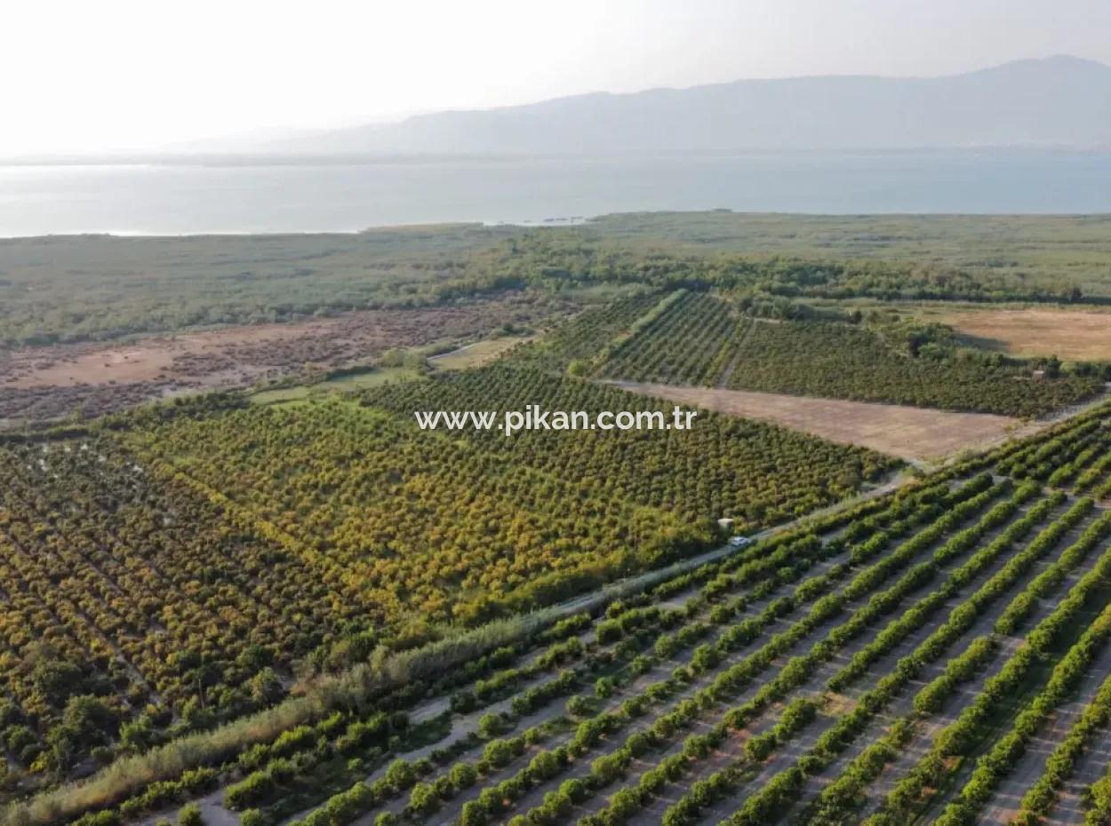 Granatapfelgarten Zum Verkauf In Mugla Ortaca Tepearasi