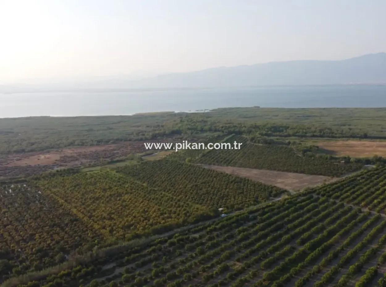 Granatapfelgarten Zum Verkauf In Mugla Ortaca Tepearasi