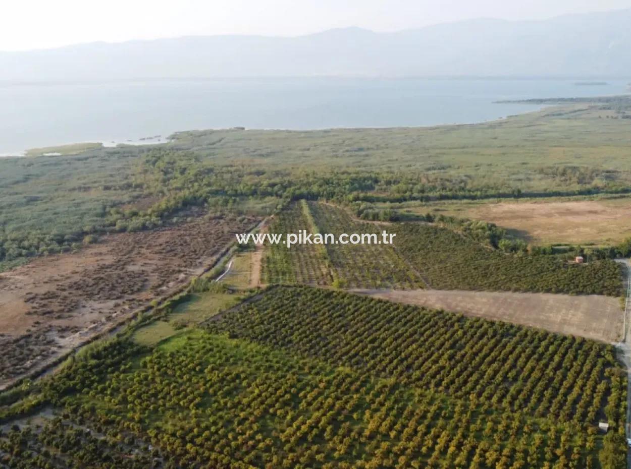 Granatapfelgarten Zum Verkauf In Mugla Ortaca Tepearasi