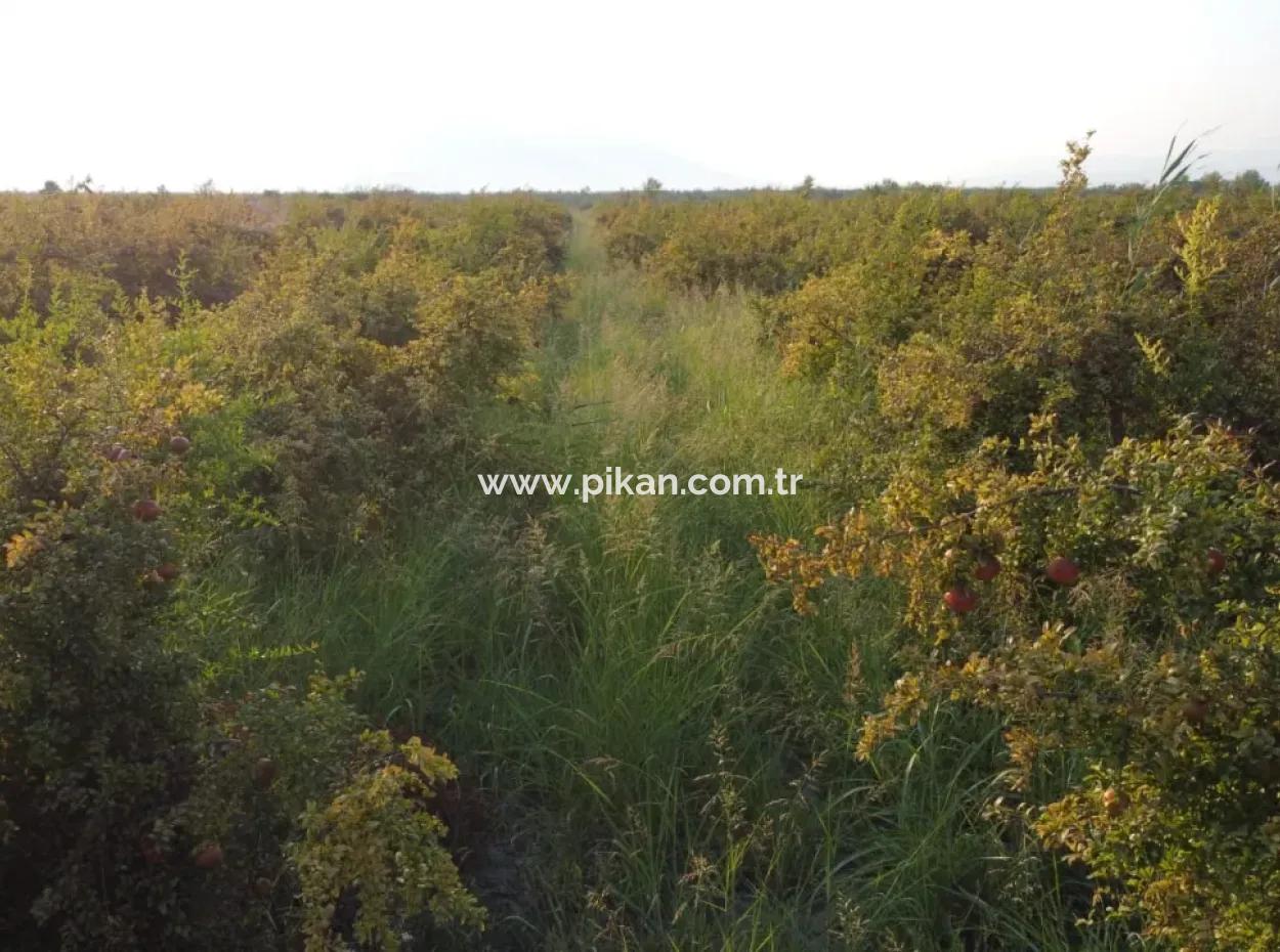 Granatapfelgarten Zum Verkauf In Mugla Ortaca Tepearasi