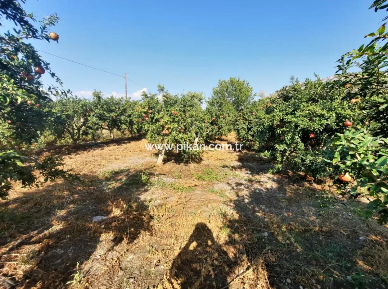Mugla Ortaca Dalyanda 7520 M2 Maniced Freistehender Granatapfelgarten Zu Verkaufen