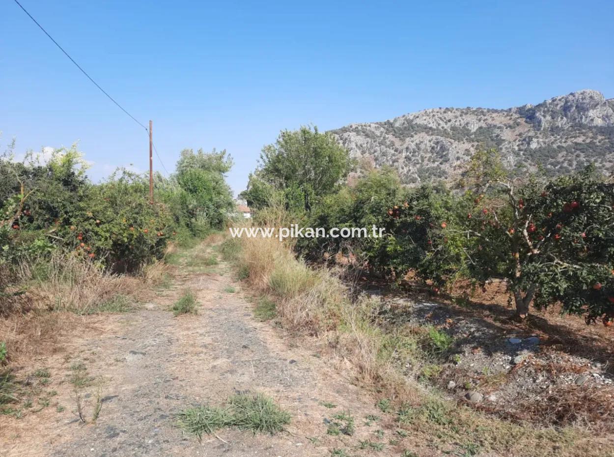 Mugla Ortaca Dalyanda 7520 M2 Maniced Freistehender Granatapfelgarten Zu Verkaufen