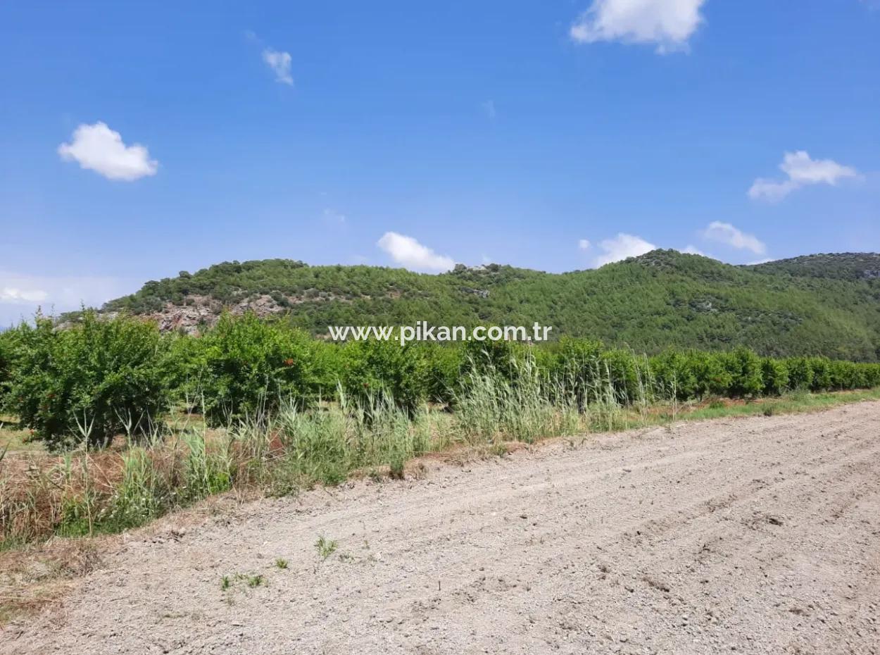 Fruchtbares Land Zu Vermieten In Ortaca Güzelyurt