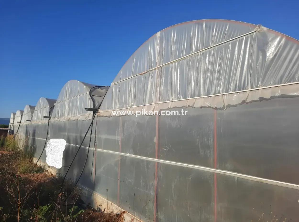 Mugla Ortaca 4123 M2 Feld Und Pitaya Fruchtgewächshaus Zum Verkauf
