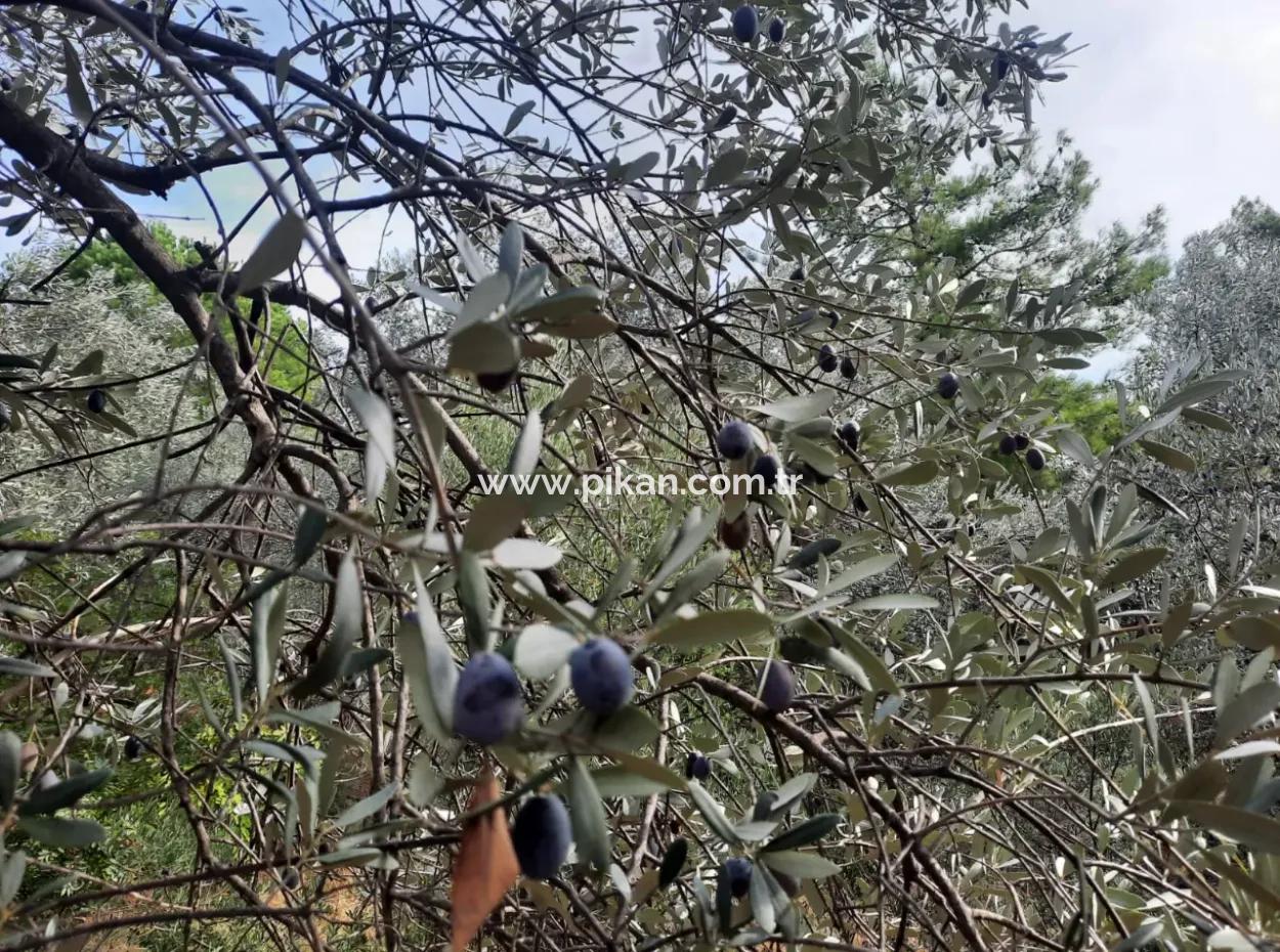 11.650M2 Freistehendes Grundstück Mit Meerblick Und 1 1 Haus Zum Verkauf In Göcek Gökçeovacik
