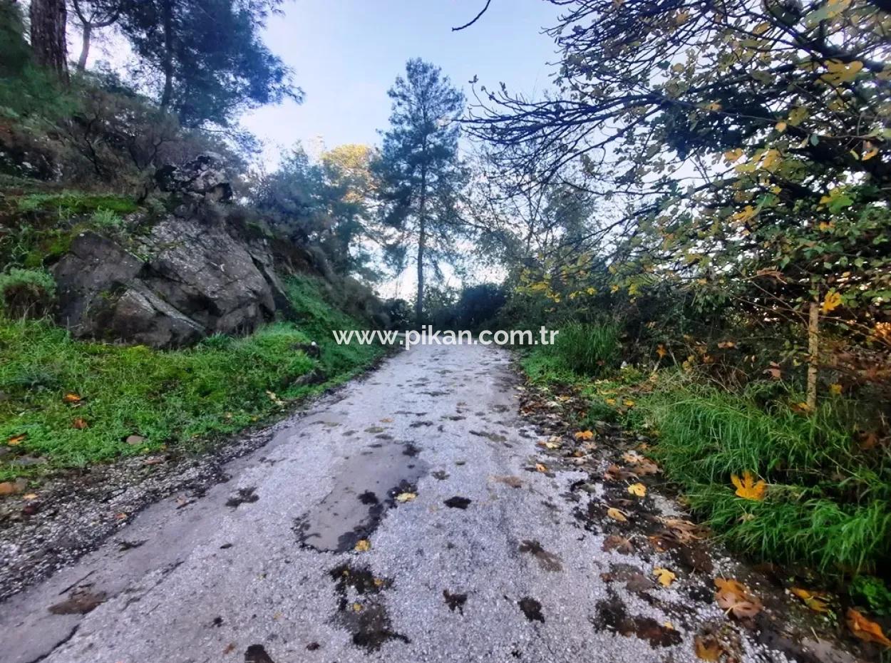 7320 M2 Schnäppchen-Zitronengarten Zum Verkauf In Ortaca Kemaliye