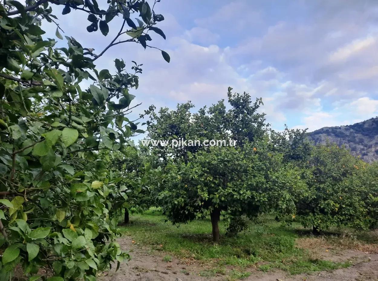 Mugla Dalyan 1100 M2 Land Mit Schnäppchenanteilen Geeignet Für Investitionen Zum Verkauf