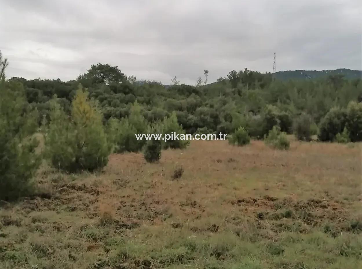 30949 M2 Fruchtbares Feld Zu Verkaufen In Mugla Dalaman Gürleyik