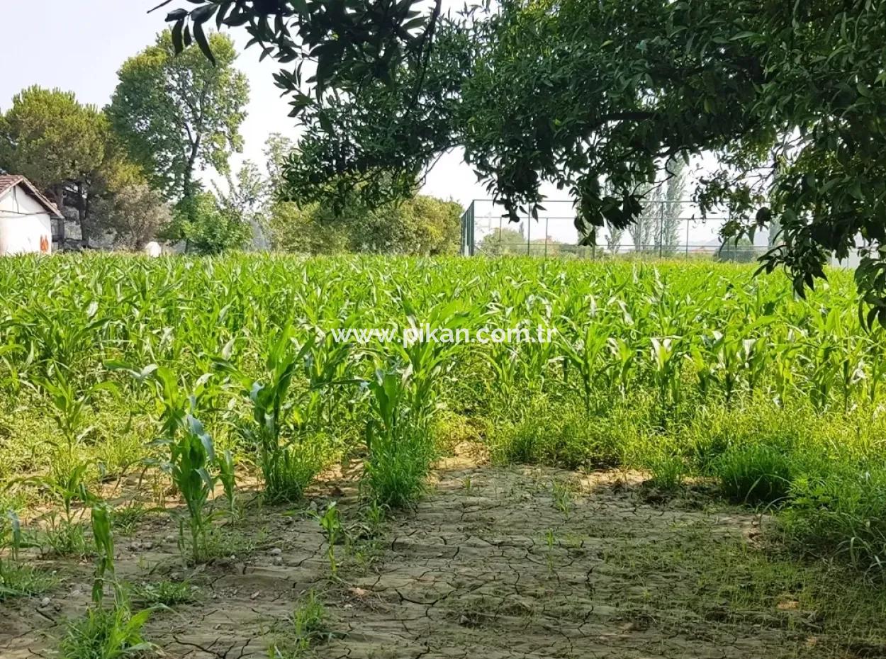 Dalaman Billig Grundstücke Zum Verkauf In Investitionen, Entsprechende Land