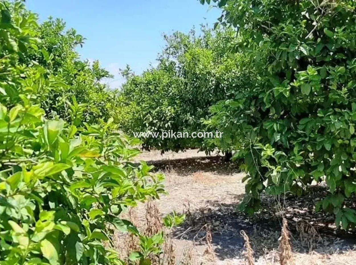 Zitrone Garten Zum Verkauf In Yesilyurt Ta Oriya Gelegenheit
