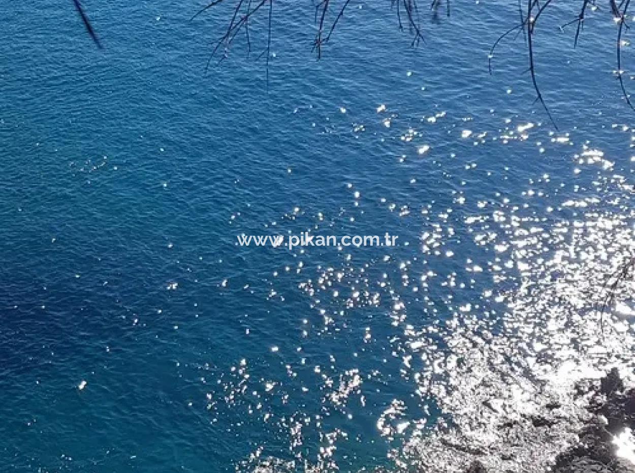 Dalyan, Gökbel De Meer Freistehend 1 300 M2 Olivenhain Zu Verkaufen