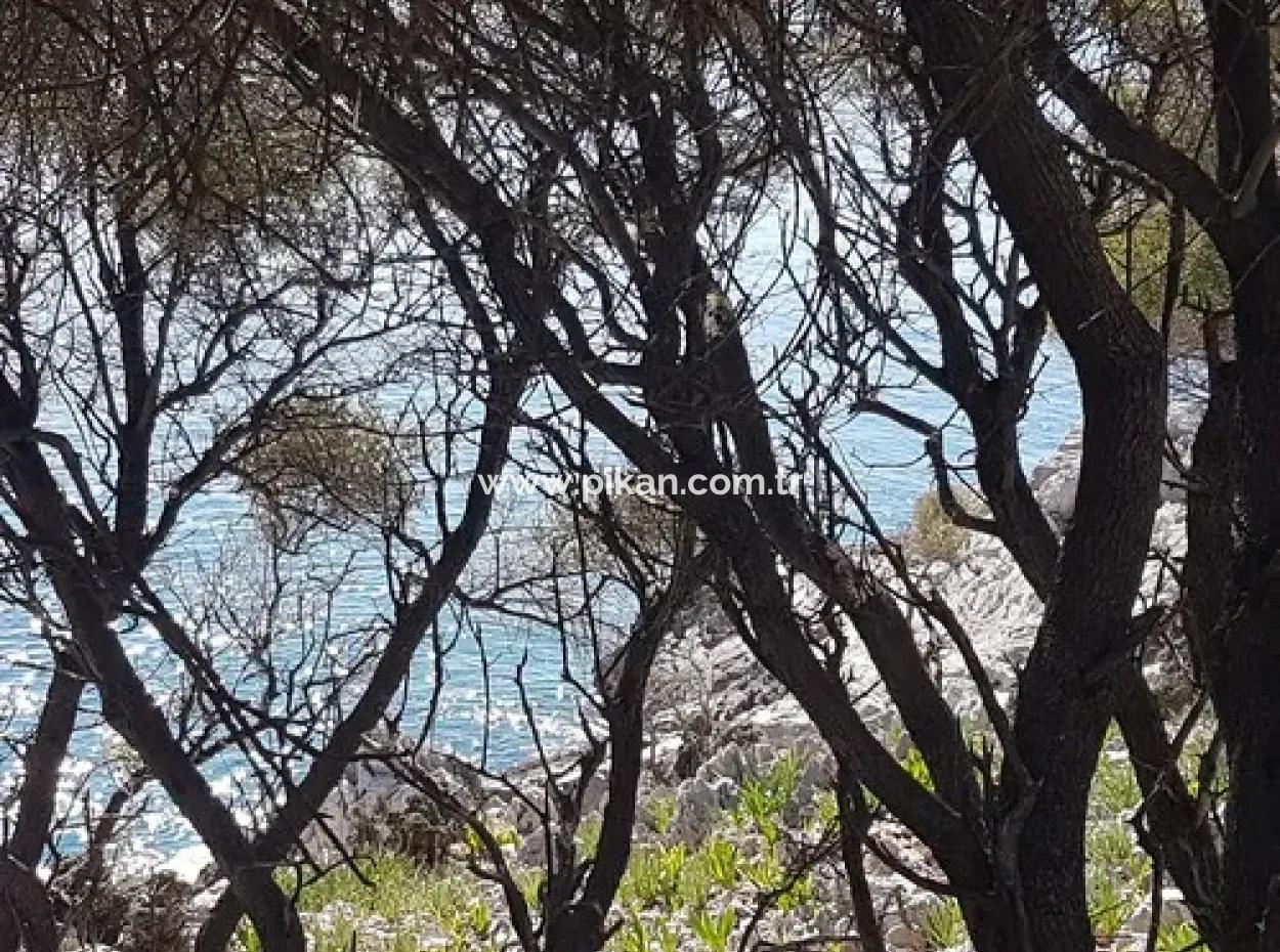 Dalyan, Gökbel De Meer Freistehend 1 300 M2 Olivenhain Zu Verkaufen