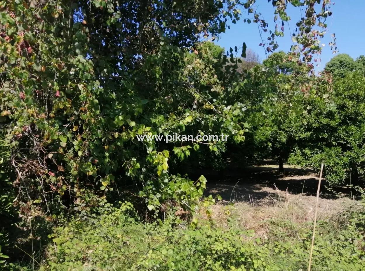 Bauernhof Zum Verkauf In Kavakarasi Koycegiz