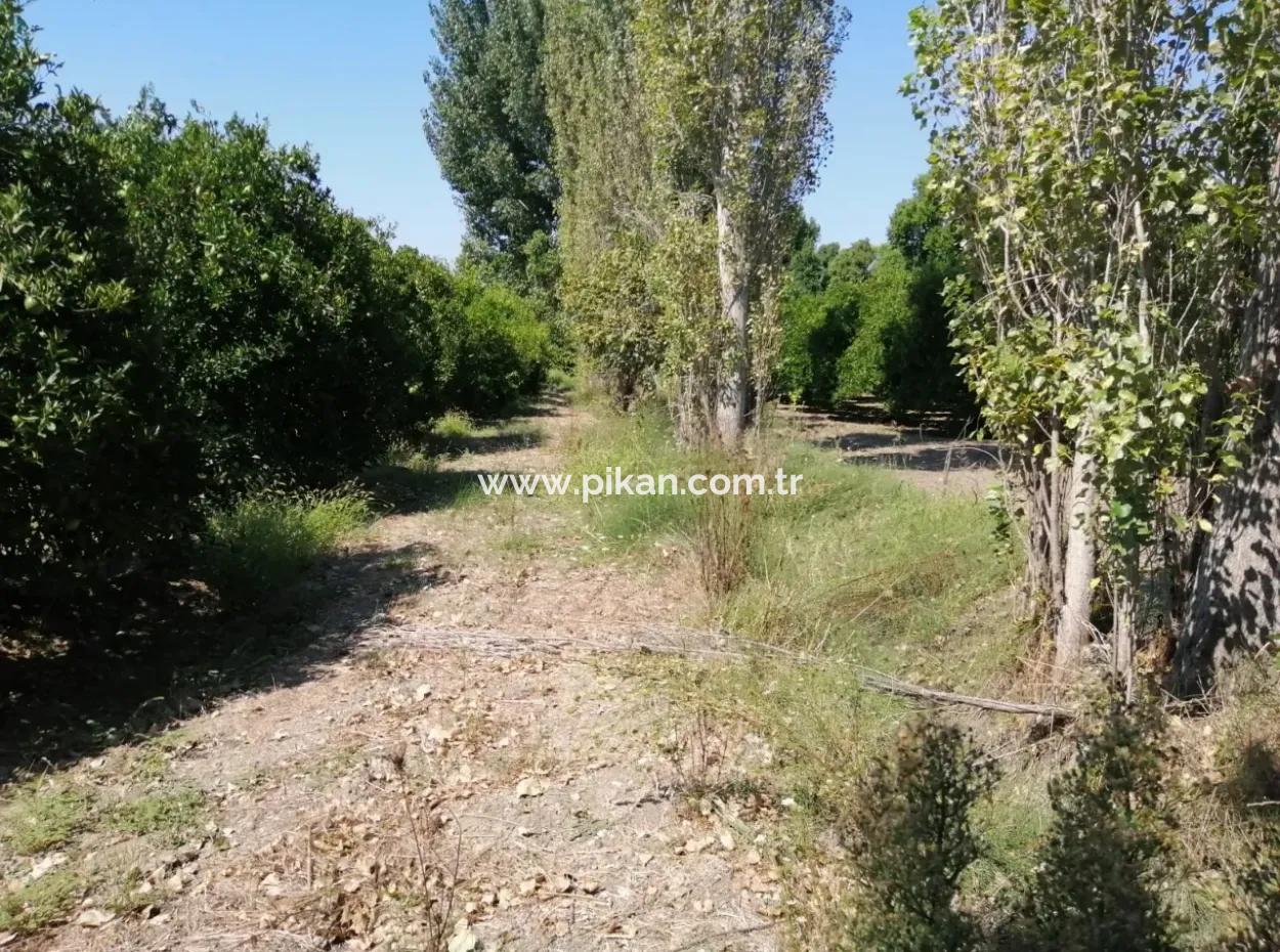 Bauernhof Zum Verkauf In Kavakarasi Koycegiz