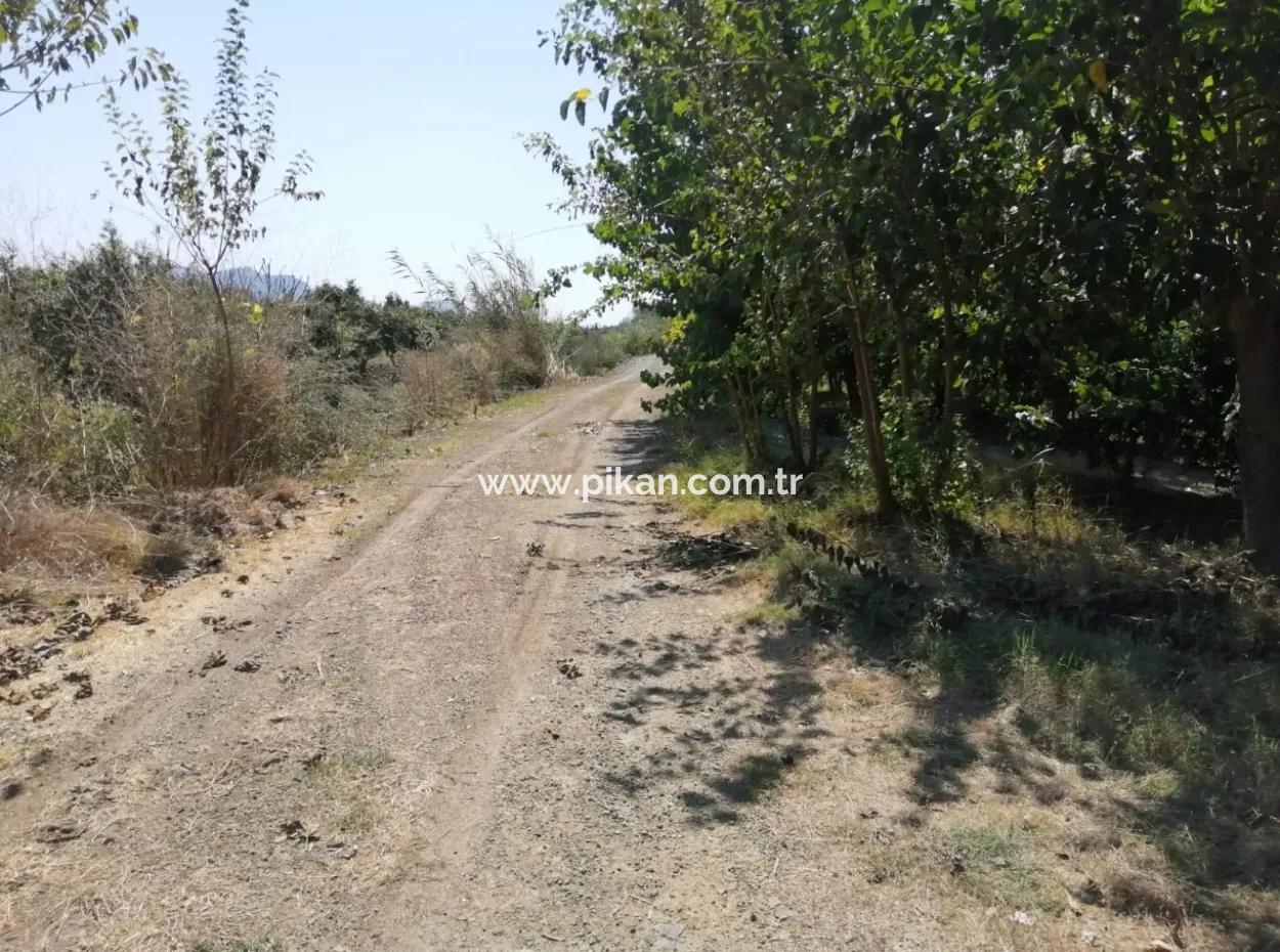 Granatapfelgarten Zum Verkauf In Mugla Ortaca Tepearasi