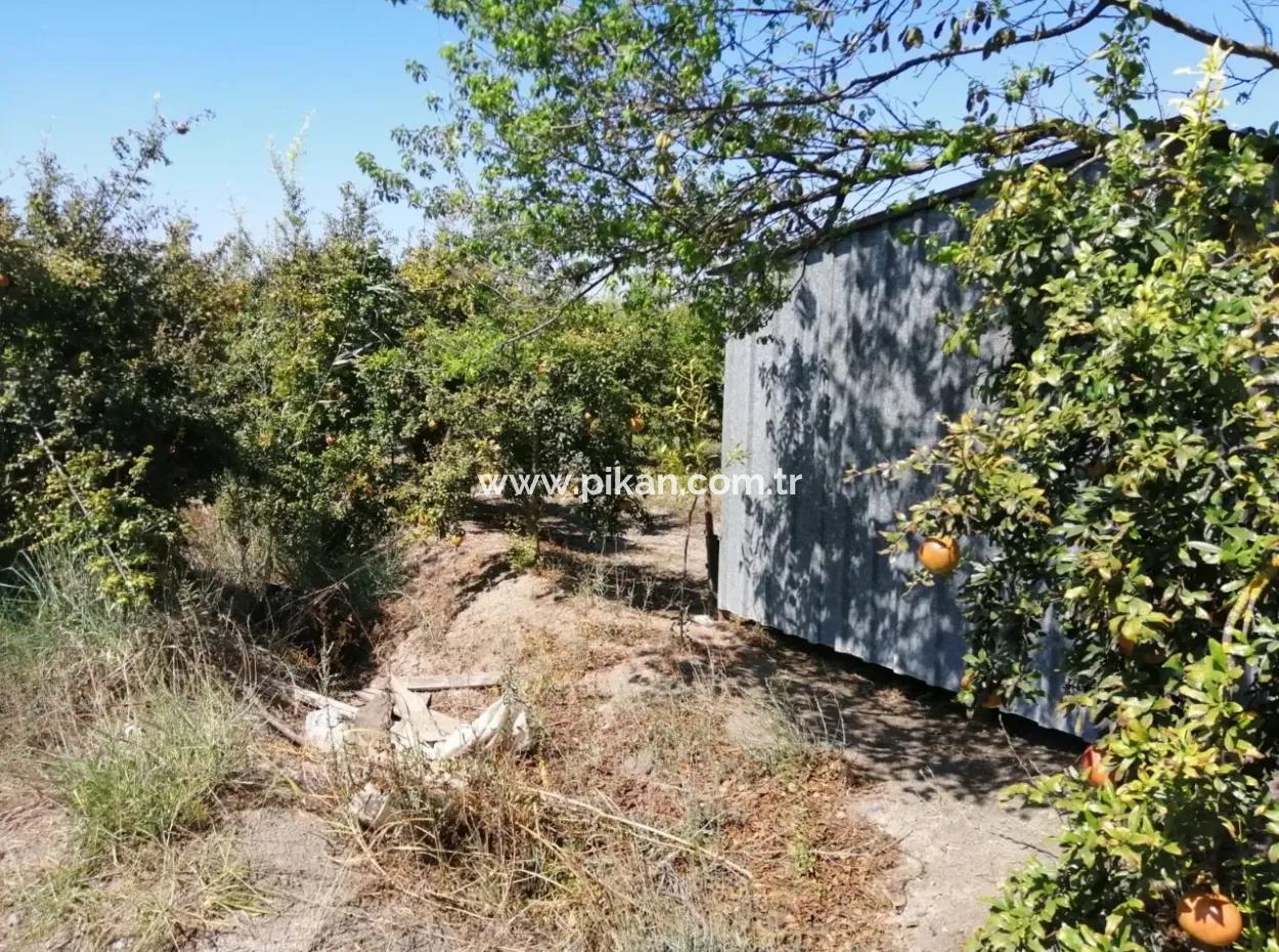 Granatapfelgarten Zum Verkauf In Mugla Ortaca Tepearasi