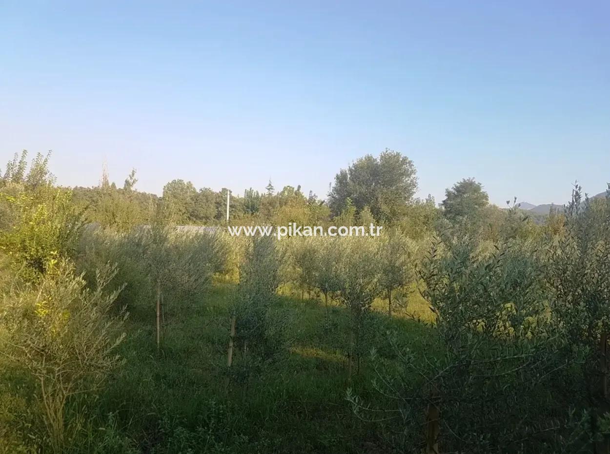 Schnäppchen-Grundstück Zu Verkaufen In Beyoba