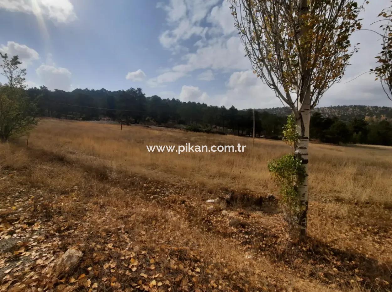6 230 M2 Fruchtbares Land Zur Miete In Çameli Cumaalanı