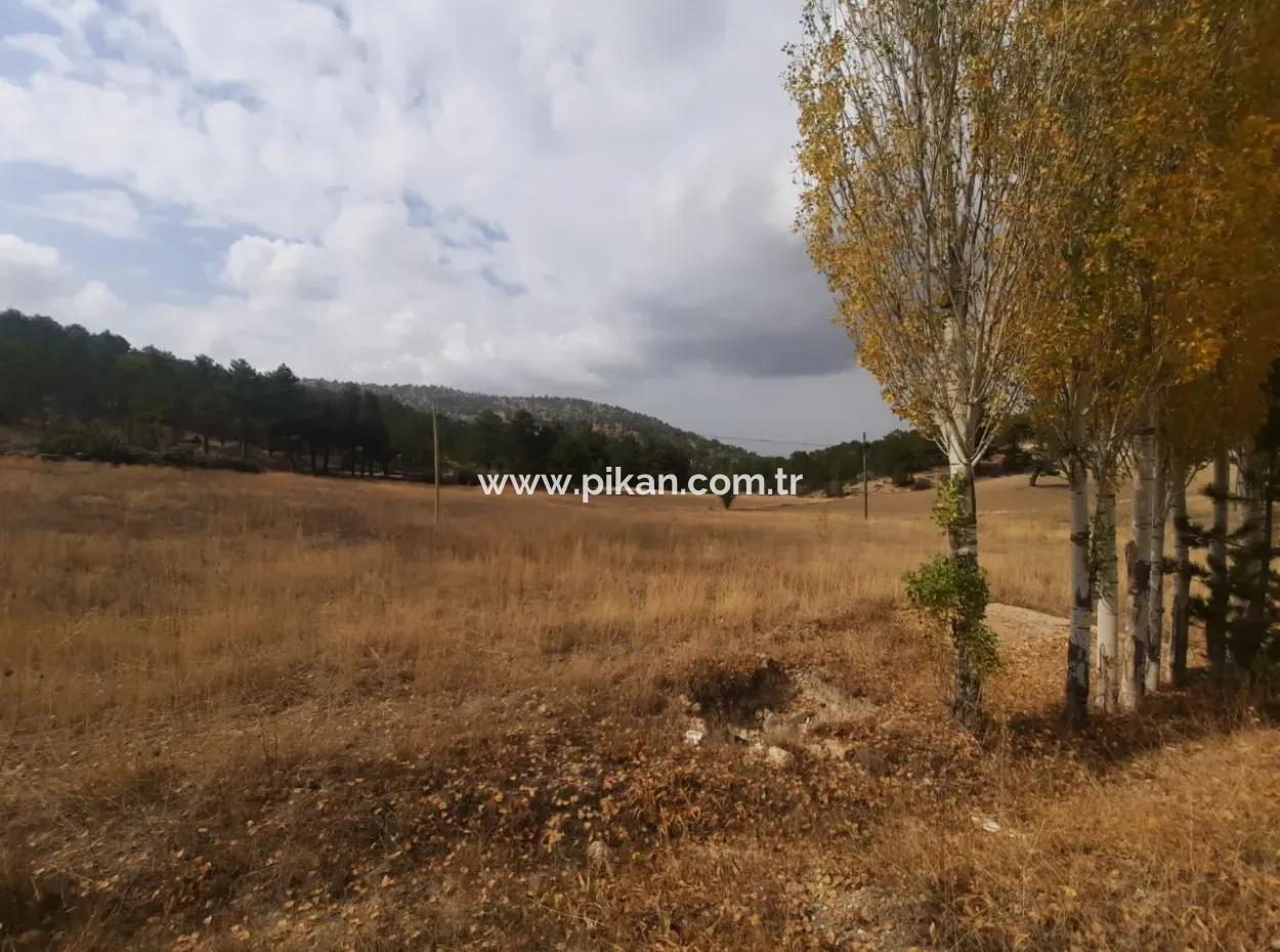 6 230 M2 Fruchtbares Land Zur Miete In Çameli Cumaalanı