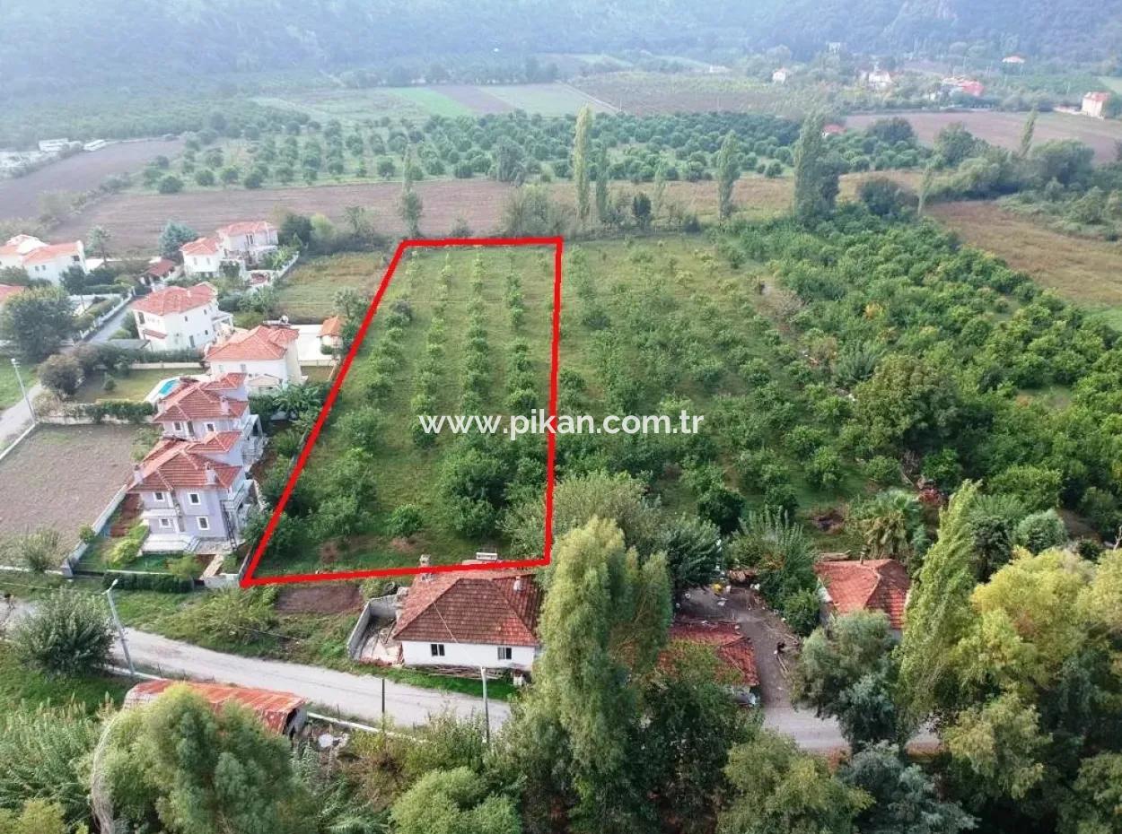Muğla Ortaca Marmarlıda 4.000 M2 Zitronengarten 5 Jahre Vermietung