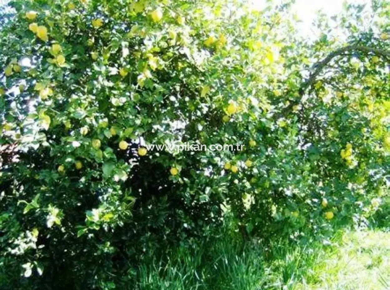 Bogenschützen Sind Auch Billig Grundstücke Zum Verkauf