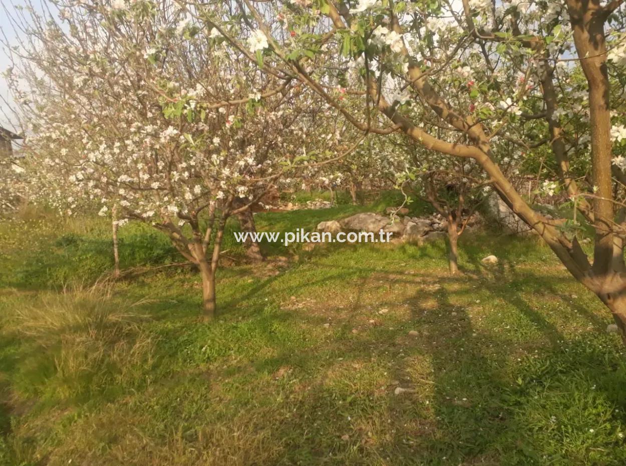 Fethiye Seydikemer Arsaköyn De 900 M2 Seite An Seite 2 Parzellen Apfelgarten Zu Verkaufen.