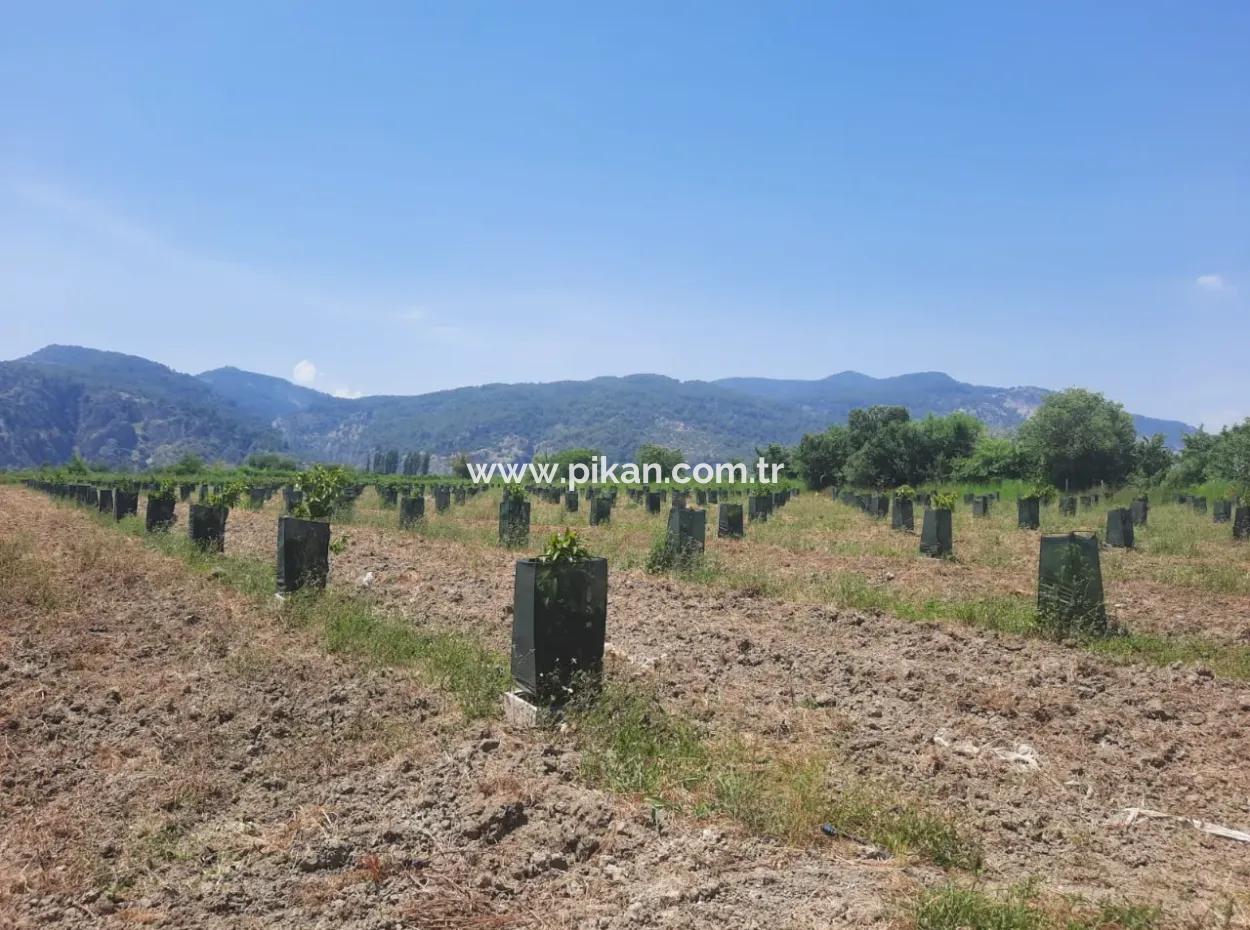 40.000 M2 Avocadogarten Zum Verkauf In Muğla Güzelyurt