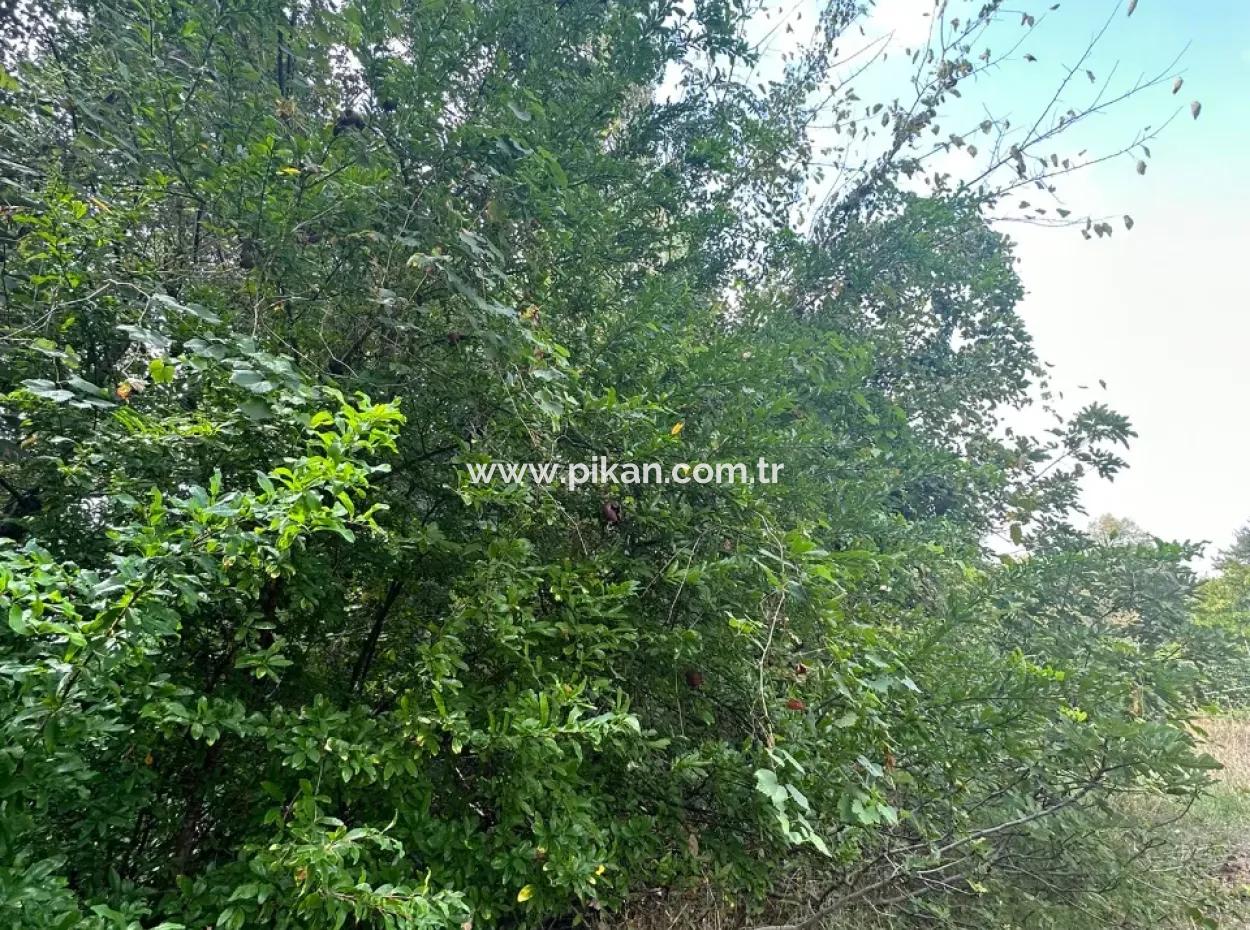 For Sale And In Koycegiz 1026 M2