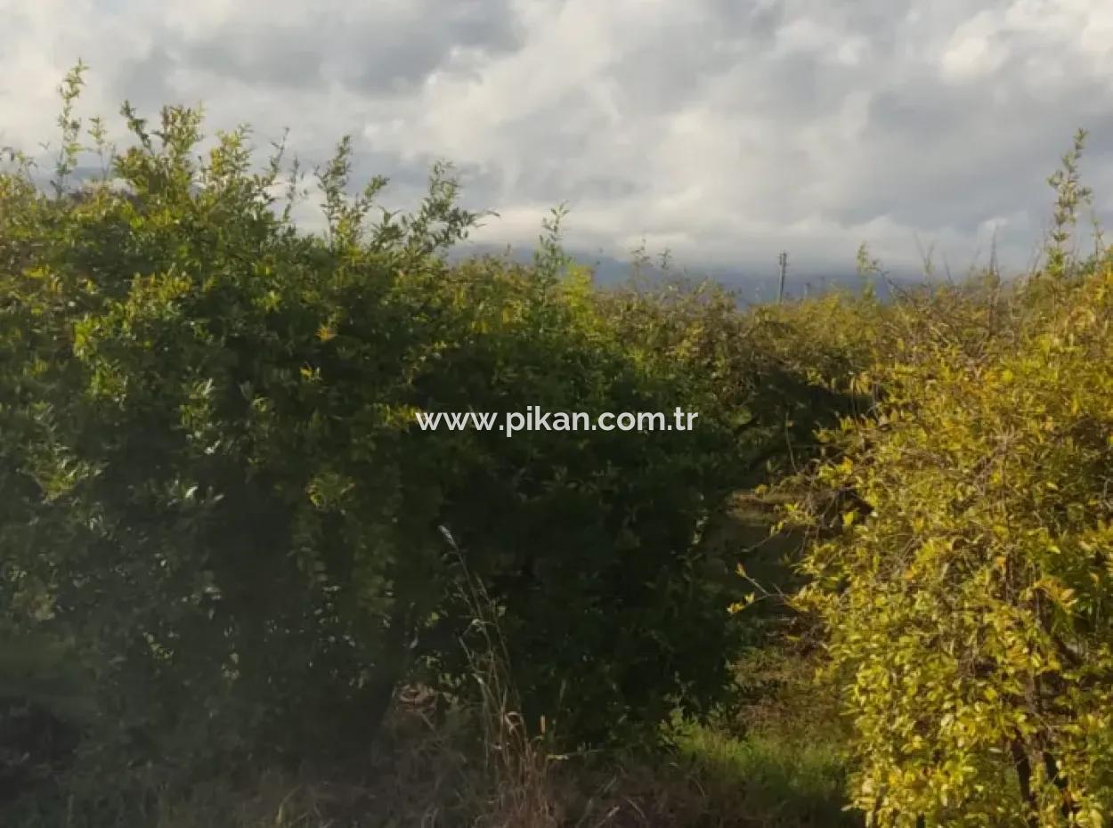 7833 M2 Freistehendes Feld Zum Verkauf In Muğla Ortaca Eskiköy